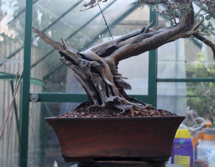 san jose juniper bonsai
